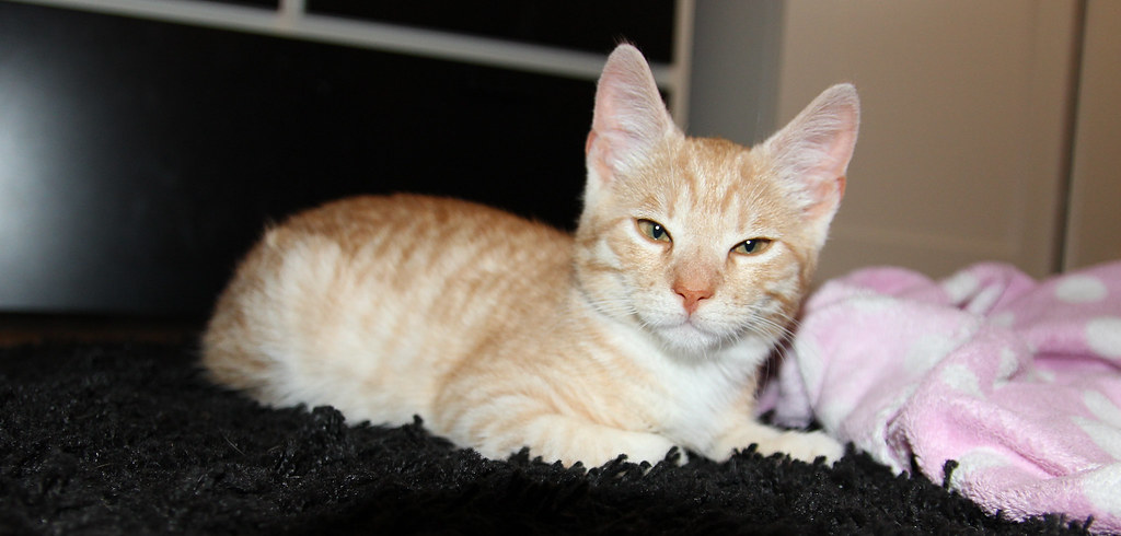 家庭支援與照顧分工